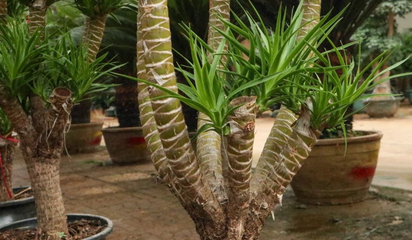 促進龍血樹生長 促進龍血樹生長