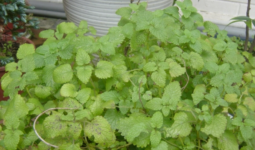 香草植物 香草植物