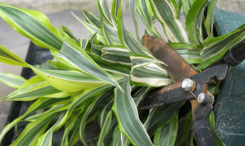 龍血樹修剪方法 龍血樹修剪方法