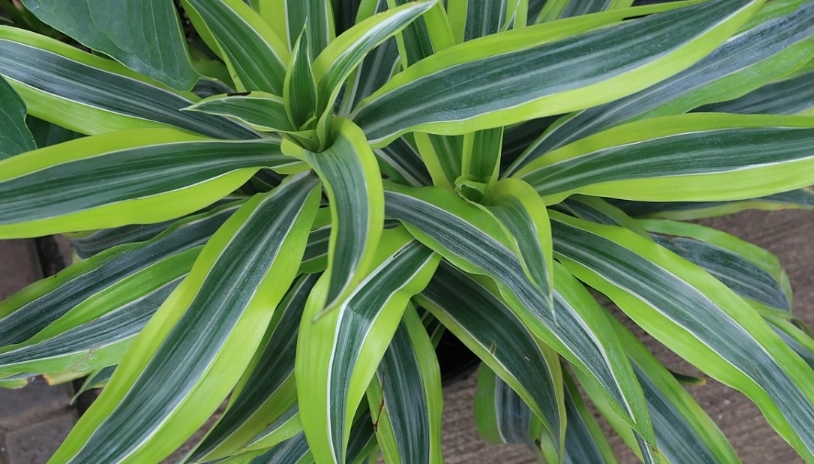 龍血樹修剪方法