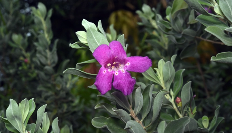 紅花玉芙蓉開花時間