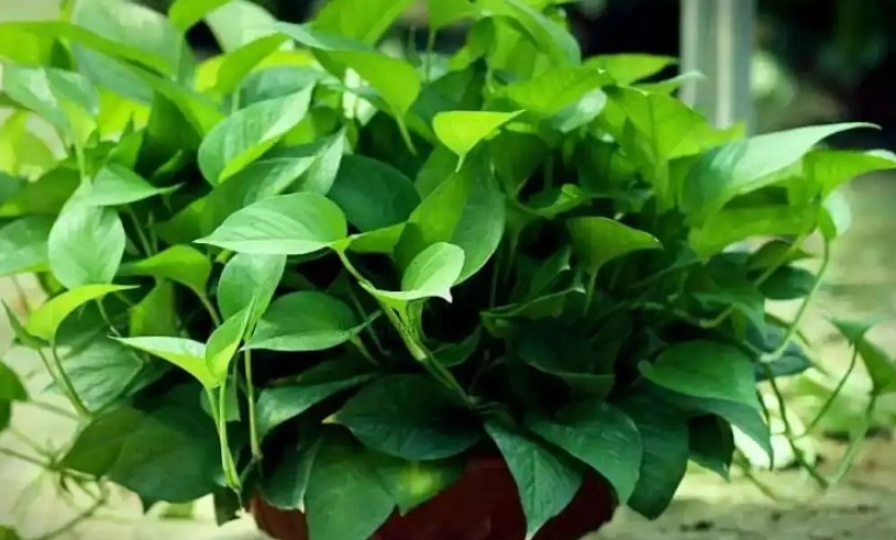 黃金葛養護 黃金葛養護