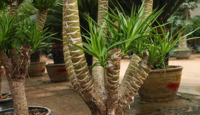 香龍血樹照顧 香龍血樹照顧