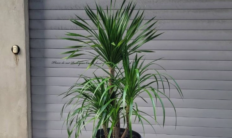 促進龍血樹生長 促進龍血樹生長