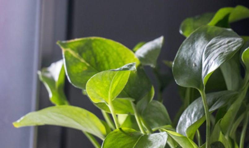 綠蘿 黃金葛 分辨