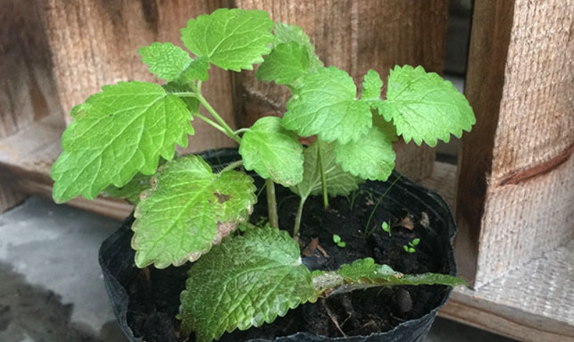 檸檬香蜂草 檸檬香蜂草