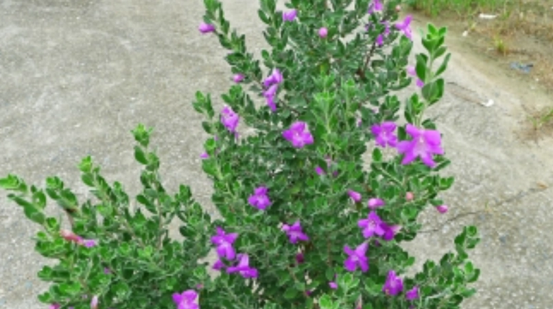 台灣紅花玉芙蓉觀賞