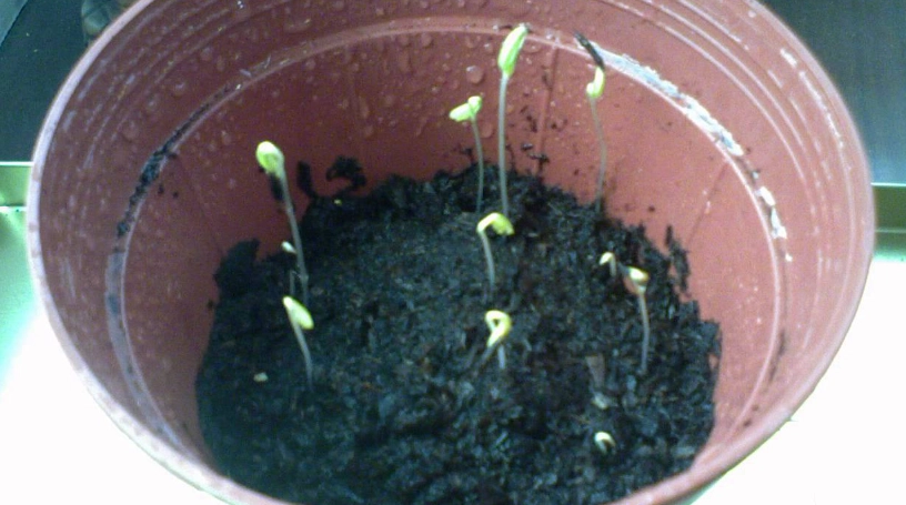 波斯菊種子發芽方法