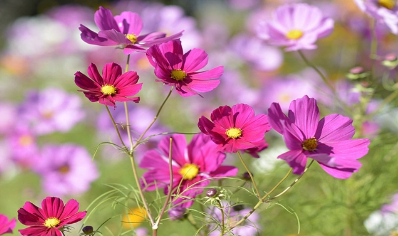 大波斯菊種植方法