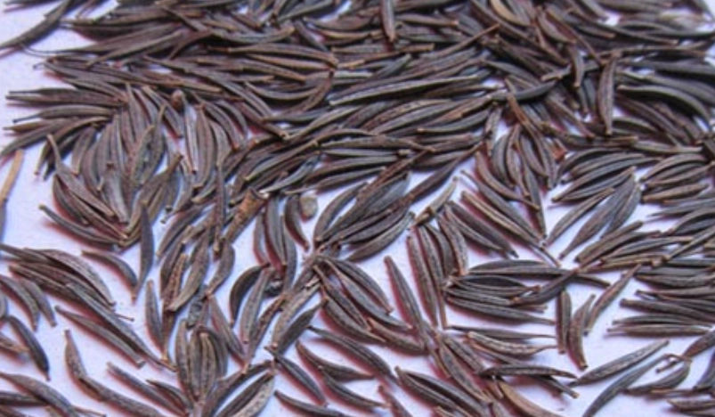 波斯菊種子泡水時間 波斯菊種子泡水時間