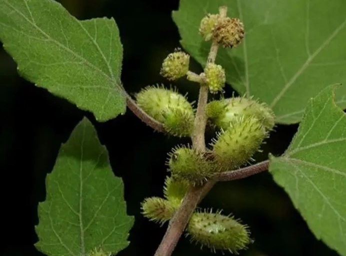 蒼耳子油哪裡買