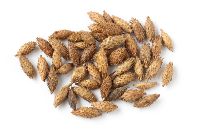 蒼耳子皮膚護理 蒼耳子皮膚護理