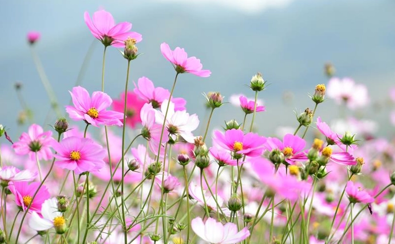 波斯菊開花時間 波斯菊開花時間