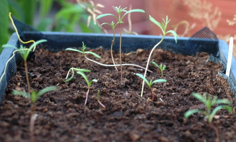 波斯菊種子泡水時間 波斯菊種子泡水時間