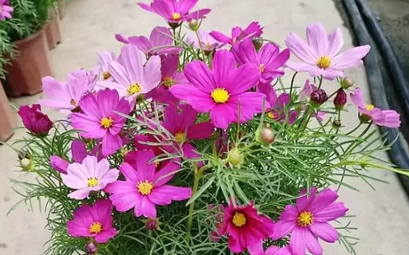 波斯菊種子播種