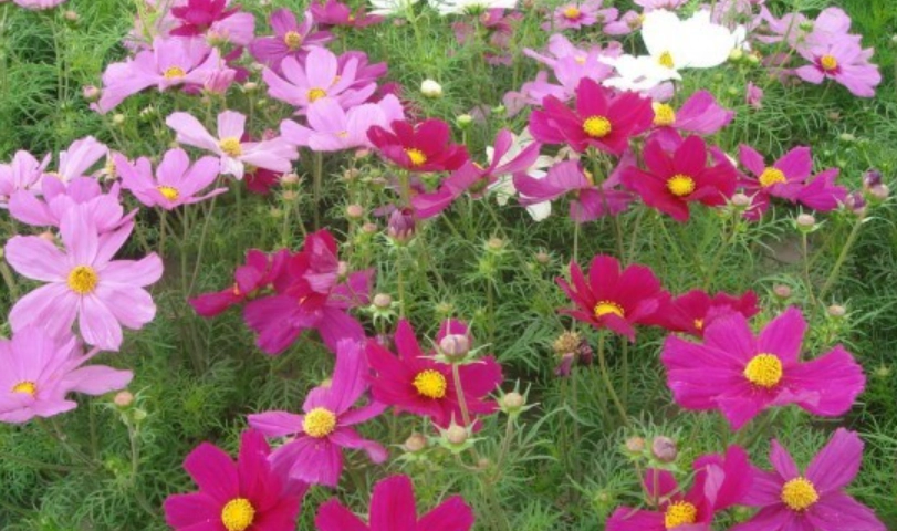 波斯菊開花時間 波斯菊開花時間