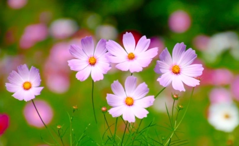 波斯菊播種季節 波斯菊播種季節