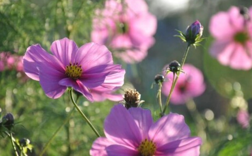 波斯菊種植技巧 波斯菊種植技巧
