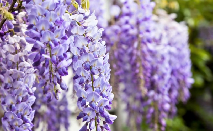 紫藤花花期