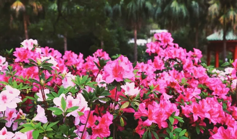 香港公園 花卉展 香港公園 花卉展