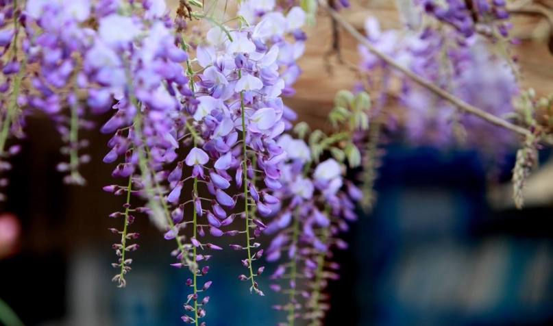 紫藤花拍照