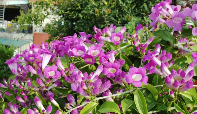 台灣紫藤花景點