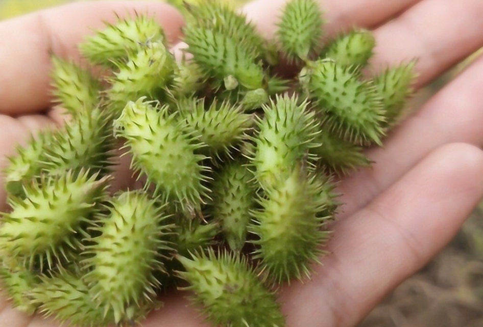 蒼耳子中毒症狀