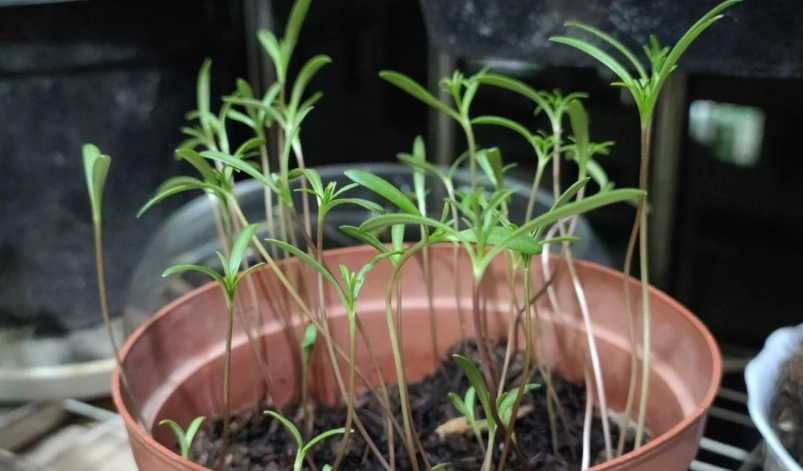 波斯菊種子發芽方法