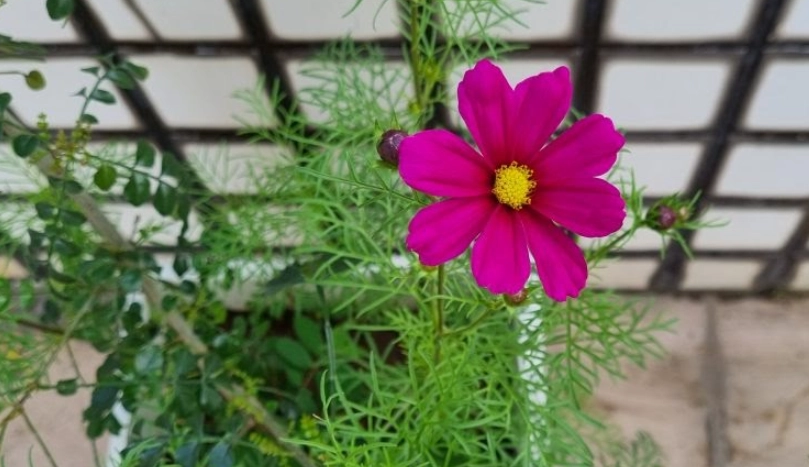 波斯菊播種季節 波斯菊播種季節