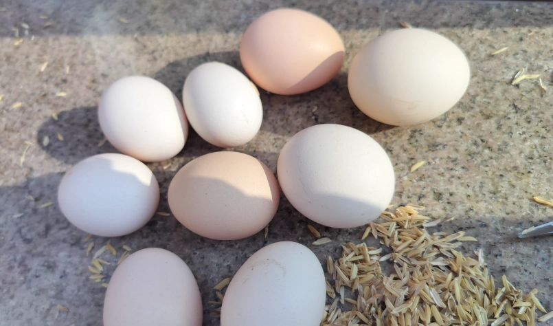 地錦草煮雞蛋做法