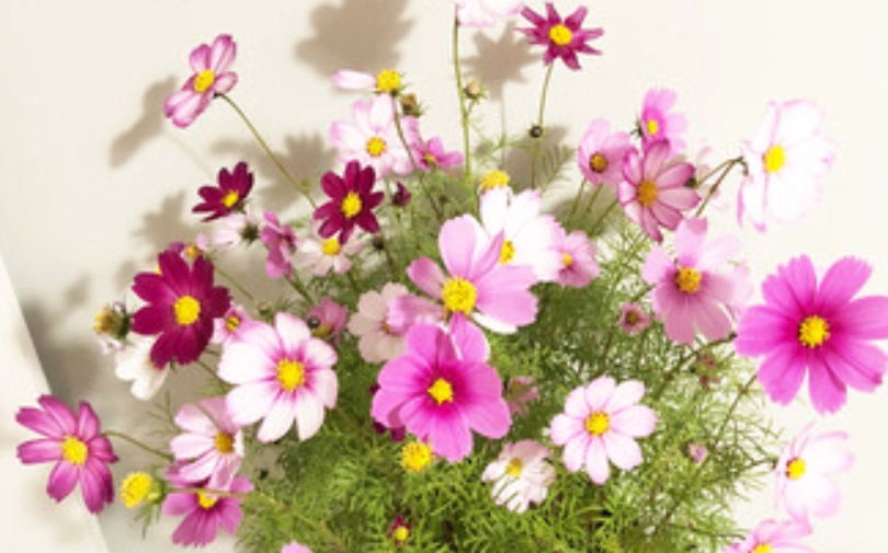 波斯菊盆栽種植