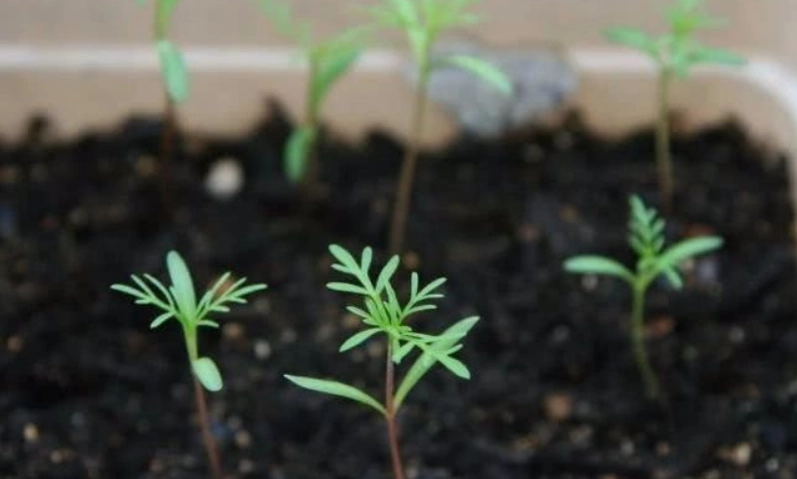 波斯菊種植技巧 波斯菊種植技巧