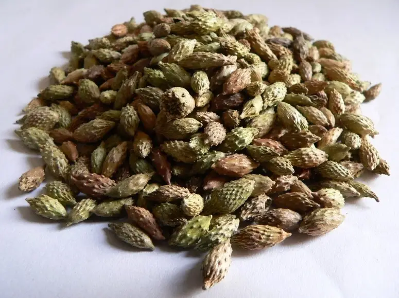 蒼耳子油哪裡買