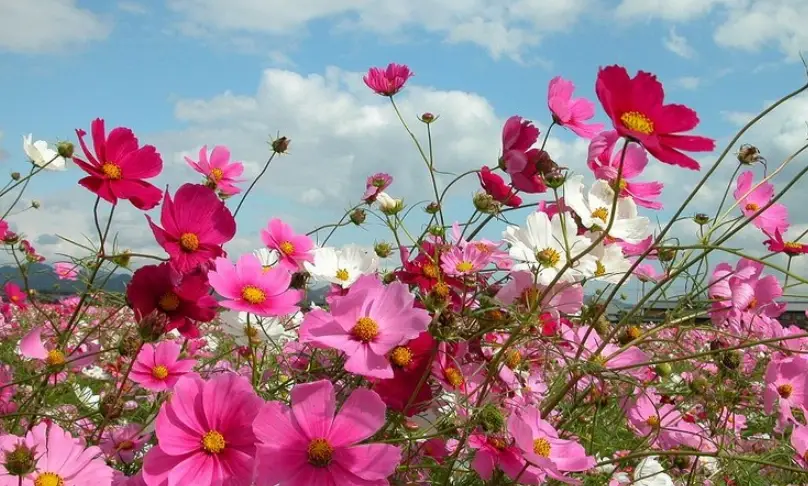 波斯菊播種季節 波斯菊播種季節