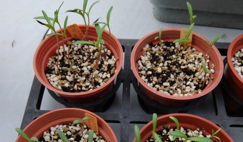 大波斯菊賞花景點