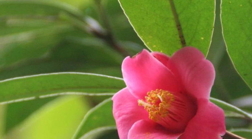 香港賞花 景點 香港賞花 景點