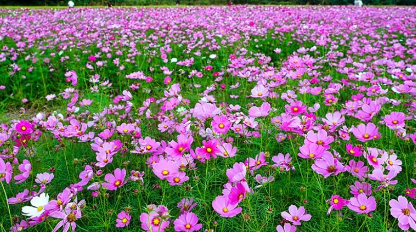 波斯菊開花時間 波斯菊開花時間