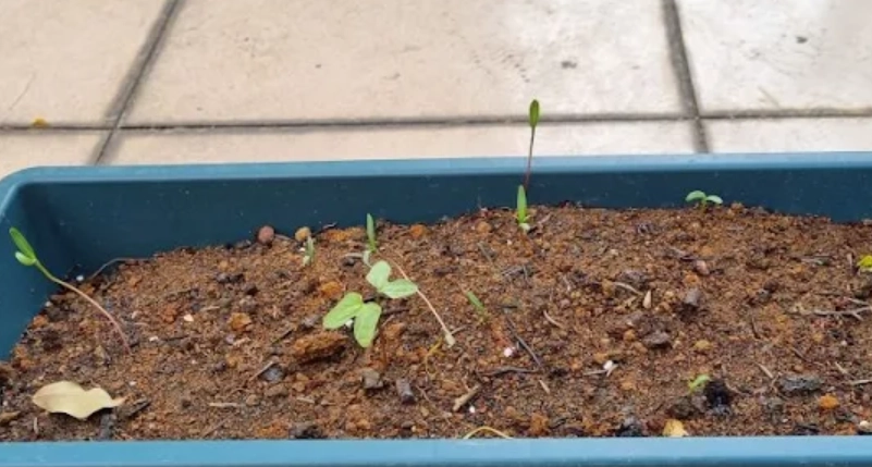 波斯菊發芽失敗