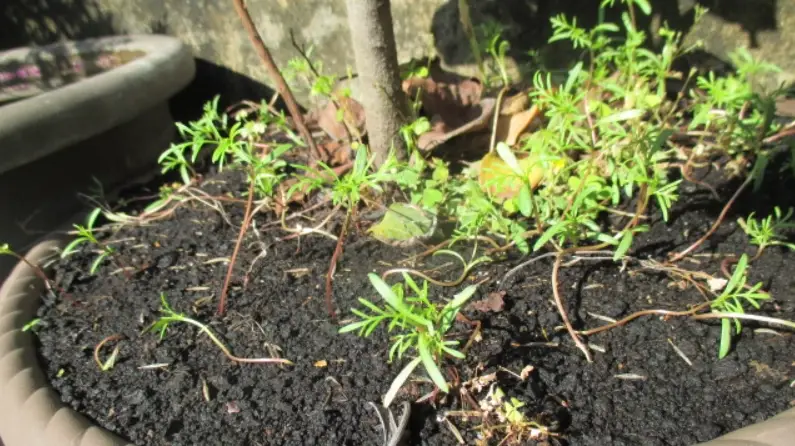 波斯菊盆栽種植