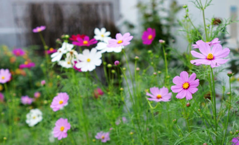 波斯菊種植技巧 波斯菊種植技巧