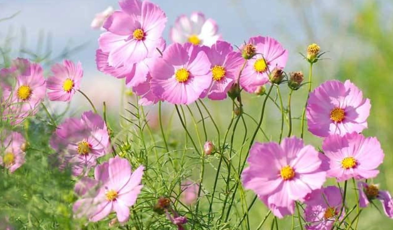 大波斯菊賞花景點