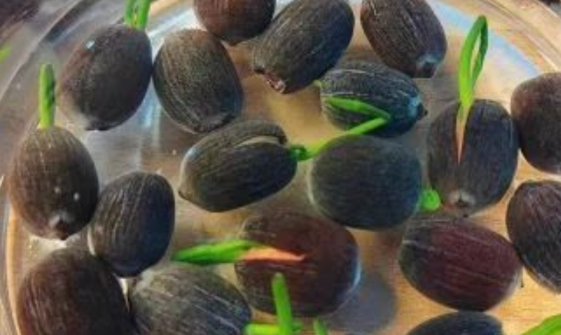 波斯菊種子泡水好處 波斯菊種子泡水好處