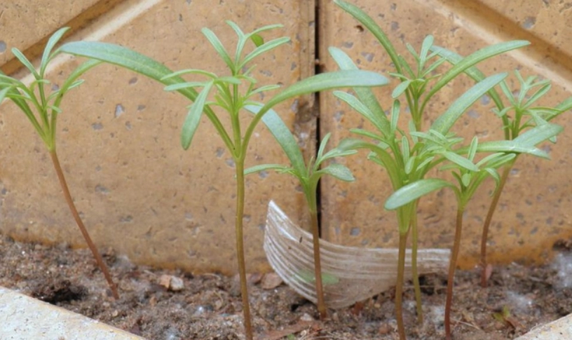 波斯菊發芽失敗