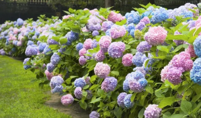 香港公園 花 香港公園 花