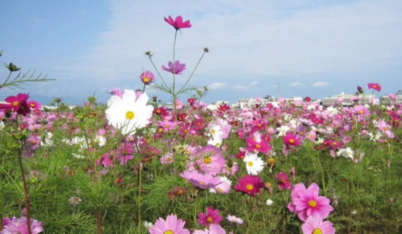 波斯菊種植技巧 波斯菊種植技巧