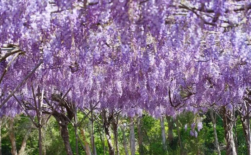 台灣紫藤花景點