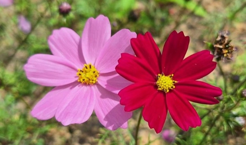 大波斯菊種植方法