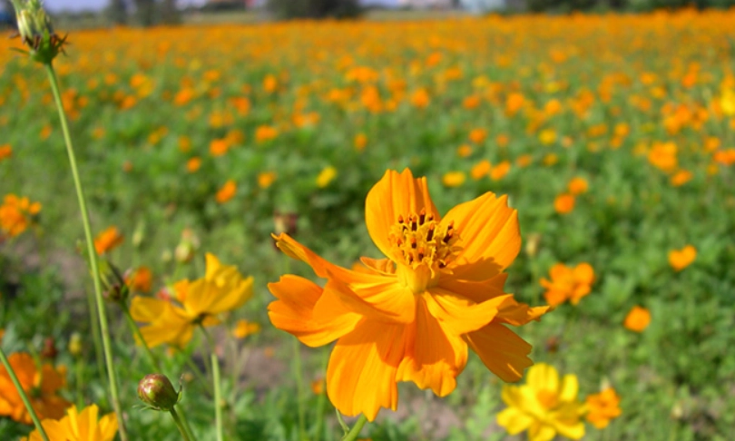 大波斯菊種植方法
