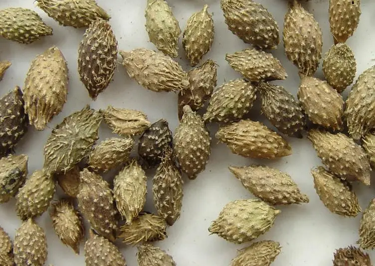 蒼耳子處理方法