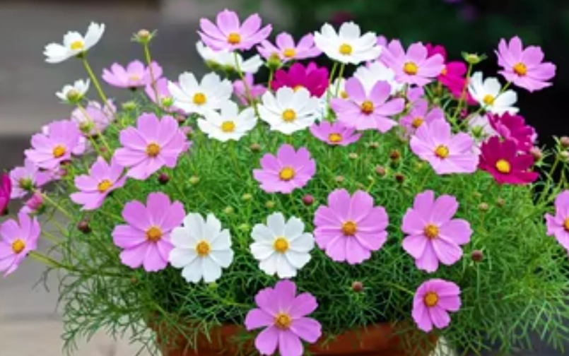 波斯菊種子播種